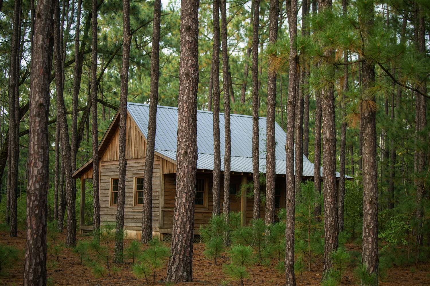 Wood-sided house with a metal roof among tall pine trees
